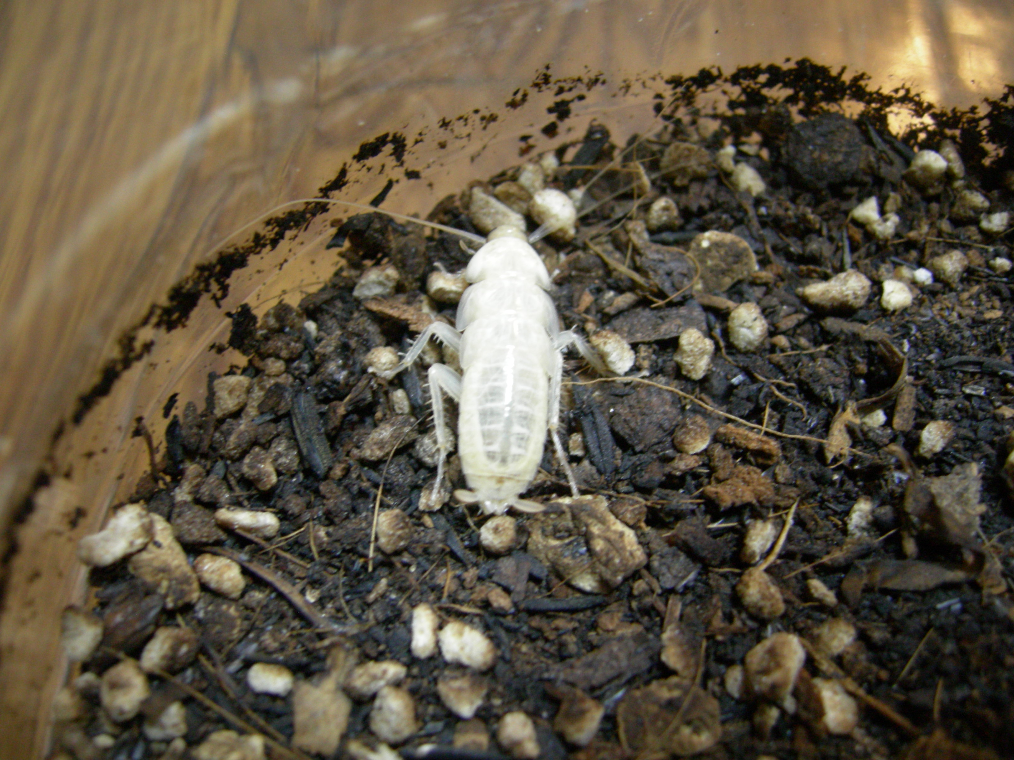 白いクロゴキブリ